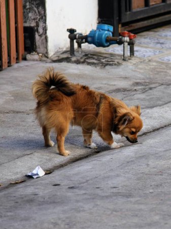 eine Fotografie eines Hundes, der einen Zettel auf dem Bürgersteig erschnüffelt.