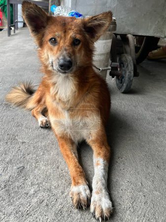 a photography of a dog laying on the ground next to a truck.