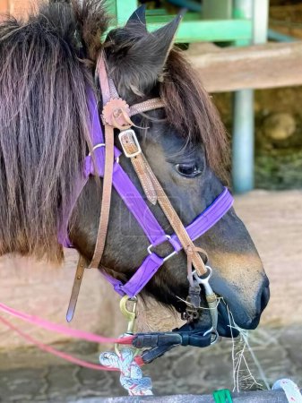 a photography of a horse with a purple bridle and a pink halter.