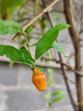 a photography of a small orange fruit hanging from a tree.