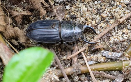 Foto de Una fotografía de un escarabajo arrastrándose por el suelo en la tierra. - Imagen libre de derechos