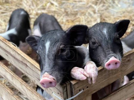 eine Fotografie von drei Schweinen in einer Holzkiste mit Heu.