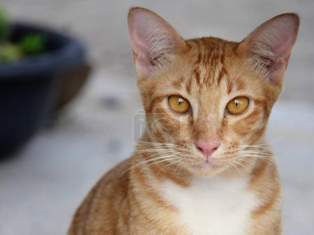 Téléchargez les photos : Une photographie d'un chat assis sur un patio regardant l'appareil photo. - en image libre de droit
