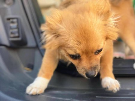 una fotografía de un perro pequeño parado en la capucha de un coche.