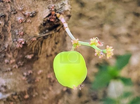 Foto de Una fotografía de una manzana verde colgando de una rama de árbol. - Imagen libre de derechos