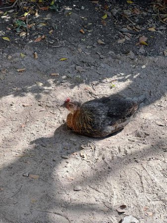 eine Fotografie eines Huhns, das im Schatten auf dem Boden liegt.