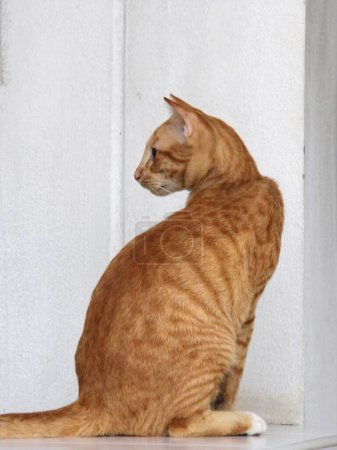 Téléchargez les photos : Une photographie d'un chat assis sur un rebord regardant par la fenêtre. - en image libre de droit