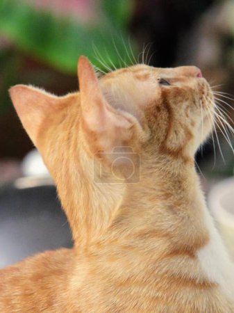 Téléchargez les photos : Une photographie d'un chat regardant quelque chose dans les airs. - en image libre de droit