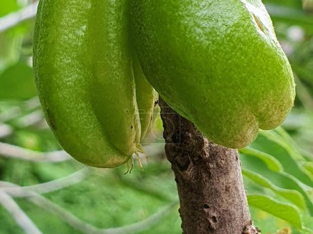 Téléchargez les photos : Une photographie de deux fruits verts suspendus à une branche d'arbre. - en image libre de droit