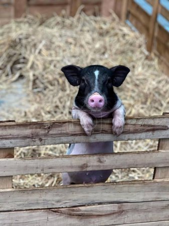 eine Fotografie eines Schweins, das seinen Kopf über einen Zaun steckt.