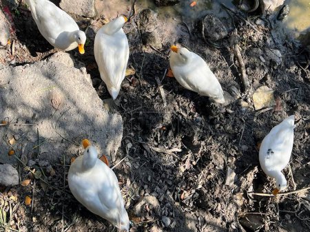 Foto de Una fotografía de un grupo de pájaros blancos parados encima de un campo de tierra. - Imagen libre de derechos