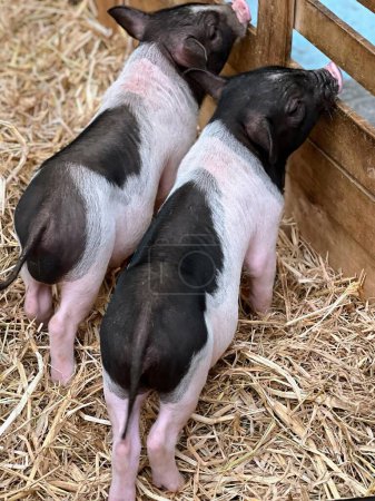 eine Fotografie von zwei nebeneinander stehenden kleinen Schweinen.