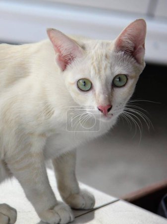 una fotografía de un gato blanco con ojos verdes de pie sobre una mesa.