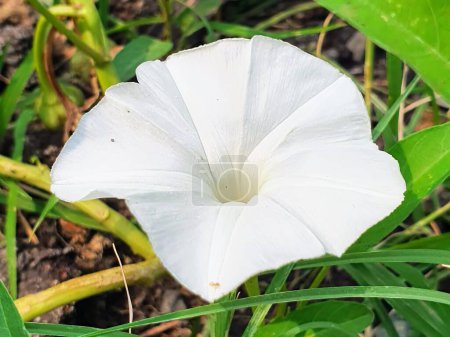 una fotografía de una flor blanca con un tallo verde en el fondo.