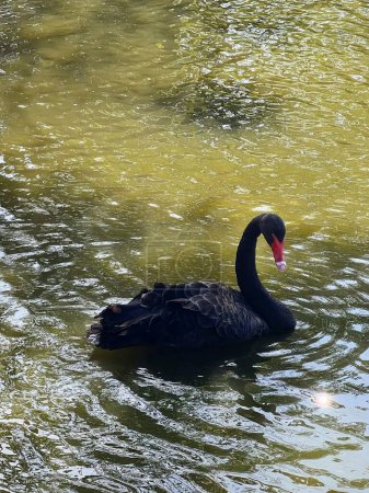 a photography of a black swan swimming in a pond of water.
