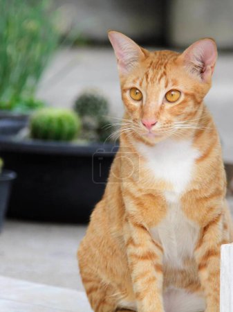 Téléchargez les photos : Une photographie d'un chat assis sur le sol à côté d'une plante en pot. - en image libre de droit