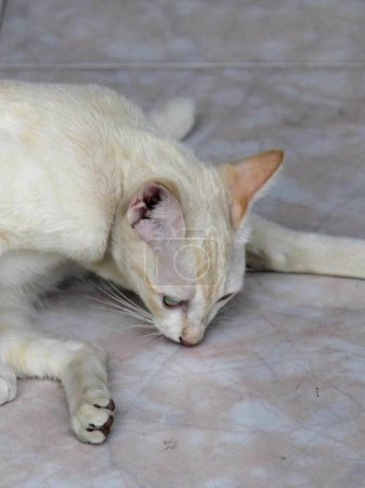 Téléchargez les photos : Une photographie d'un chat couché sur le sol avec la tête sur une souris. - en image libre de droit