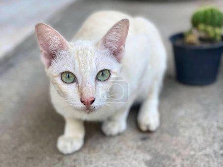 Téléchargez les photos : Une photographie d'un chat blanc aux yeux verts debout sur un trottoir. - en image libre de droit