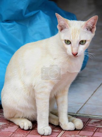 Téléchargez les photos : Une photographie d'un chat blanc assis sur un sol carrelé. - en image libre de droit