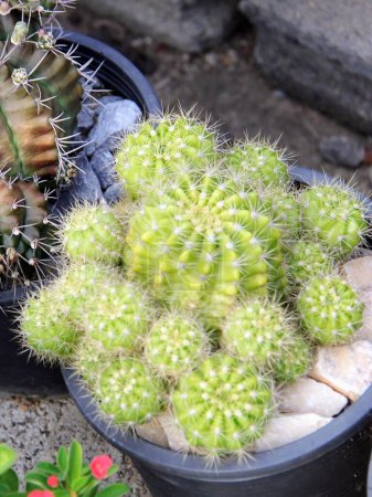 Foto de Una fotografía de una planta de cactus en una maceta con rocas. - Imagen libre de derechos