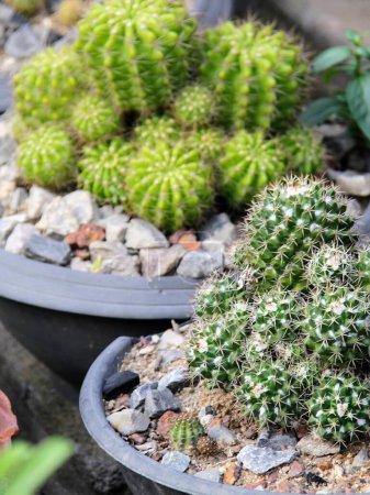 Foto de Una fotografía de una planta de cactus en una maceta en un suelo de roca. - Imagen libre de derechos