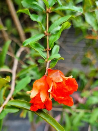 a photography of a red flower on a tree branch with green leaves.