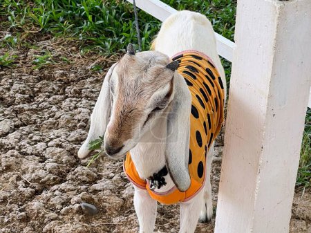 Foto de Una fotografía de una cabra con un disfraz de tigre de pie en la tierra. - Imagen libre de derechos