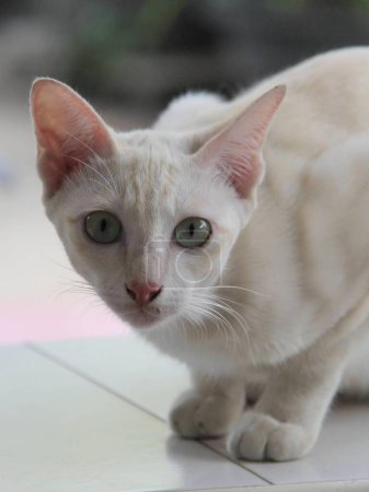 una fotografía de un gato blanco con ojos verdes en un suelo de baldosas.