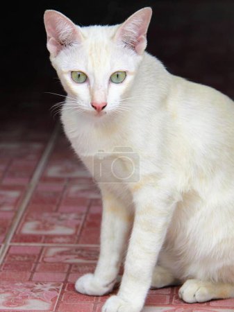 Téléchargez les photos : Une photographie d'un chat blanc assis sur un sol de tuiles rouges. - en image libre de droit