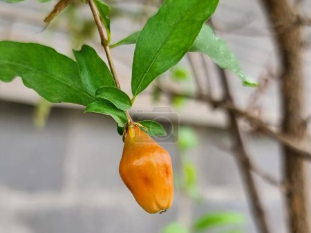 a photography of a fruit hanging from a tree with leaves.