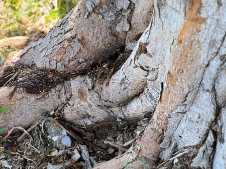 Téléchargez les photos : Une photographie d'un tronc d'arbre avec un nœud autour. - en image libre de droit