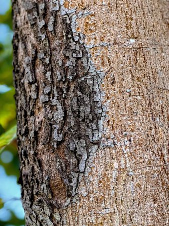 Téléchargez les photos : Photographie d'un tronc d'arbre à écorce brune et feuille verte. - en image libre de droit