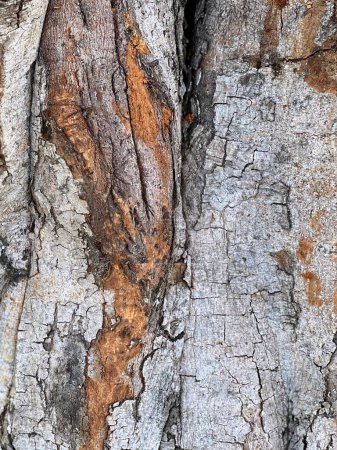 Téléchargez les photos : Une photographie d'un tronc d'arbre avec une fissure dedans. - en image libre de droit