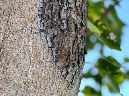 Téléchargez les photos : Une photographie d'un oiseau assis sur un tronc d'arbre. - en image libre de droit