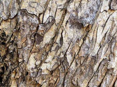 Téléchargez les photos : Une photographie d'un tronc d'arbre avec une texture très rugueuse. - en image libre de droit