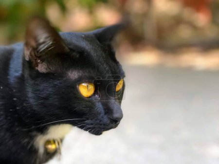 a photography of a black cat with yellow eyes looking at something.