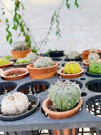 una fotografía de una mesa con muchos tipos diferentes de cactus.