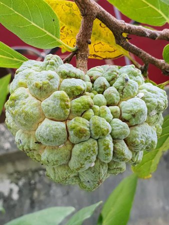 Téléchargez les photos : Une photographie d'un fruit suspendu à un arbre avec des feuilles. - en image libre de droit