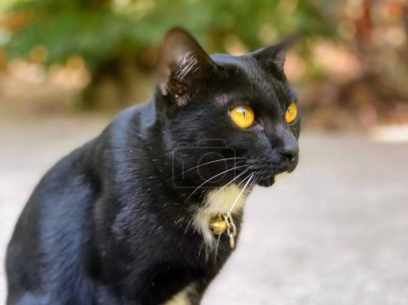 Téléchargez les photos : Une photographie d'un chat noir aux yeux jaunes assis sur un trottoir. - en image libre de droit