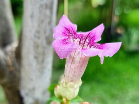 eine Fotografie einer Blume, die aus einem Baum wächst.