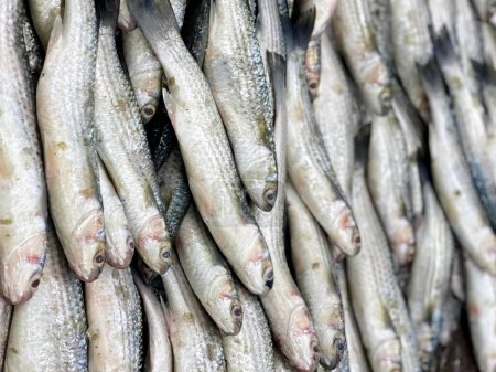 Foto de Una fotografía de un montón de peces colgando de una pared. - Imagen libre de derechos