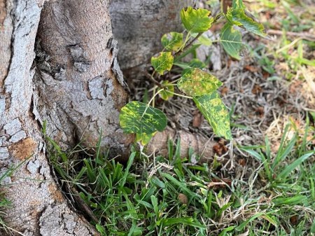 Téléchargez les photos : Une photographie d'un tronc d'arbre avec une petite plante qui en sort. - en image libre de droit