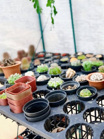 une photographie d'une table avec de nombreux pots de plantes et un planteur.