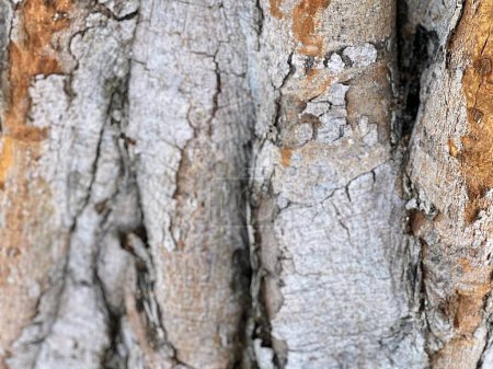 Téléchargez les photos : Une photographie d'un gros plan d'un tronc d'arbre avec un oiseau perché dessus. - en image libre de droit