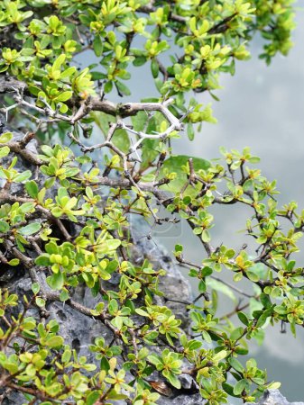 una fotografía de un pájaro posado en una rama de árbol cerca de un cuerpo de agua.