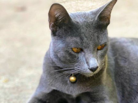 Téléchargez les photos : Une photographie d'un chat gris aux yeux jaunes couché. - en image libre de droit