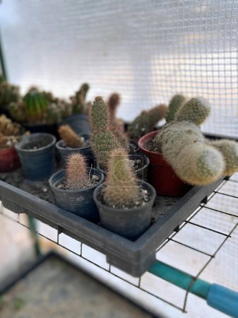 a photography of a rack with a variety of cactus plants.