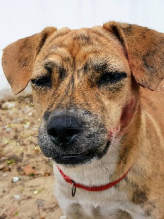 une photographie d'un chien au visage ensanglanté et au collier.