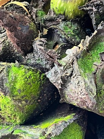 a photography of a pile of green moss covered rocks.