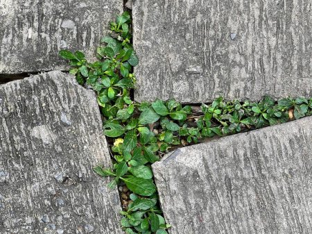 eine Fotografie einer Pflanze, die aus einem Riss in einer Steinmauer wächst.